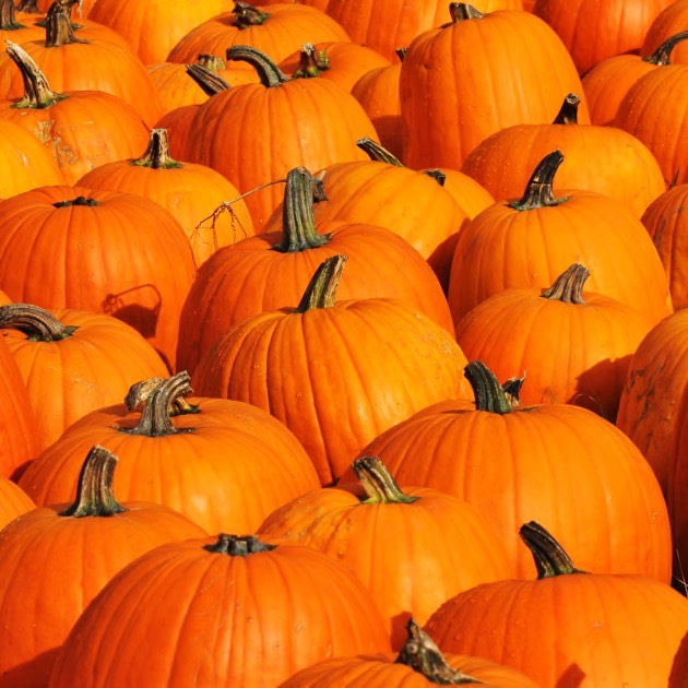 Pumpkin