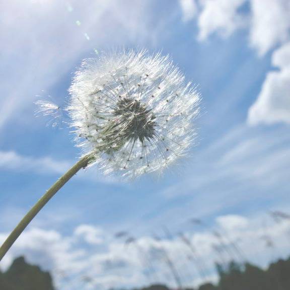 windlowenzahn