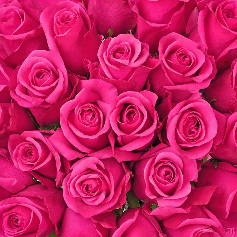 Rosa