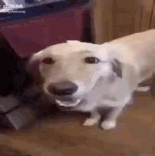 Goofydog