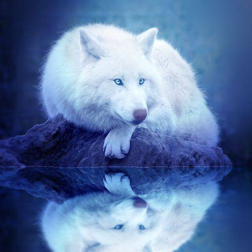 IceFireWolf