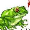 MR Frog 
