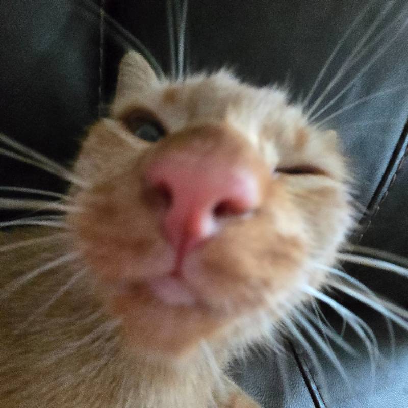 kibby