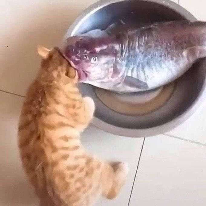 Pingas