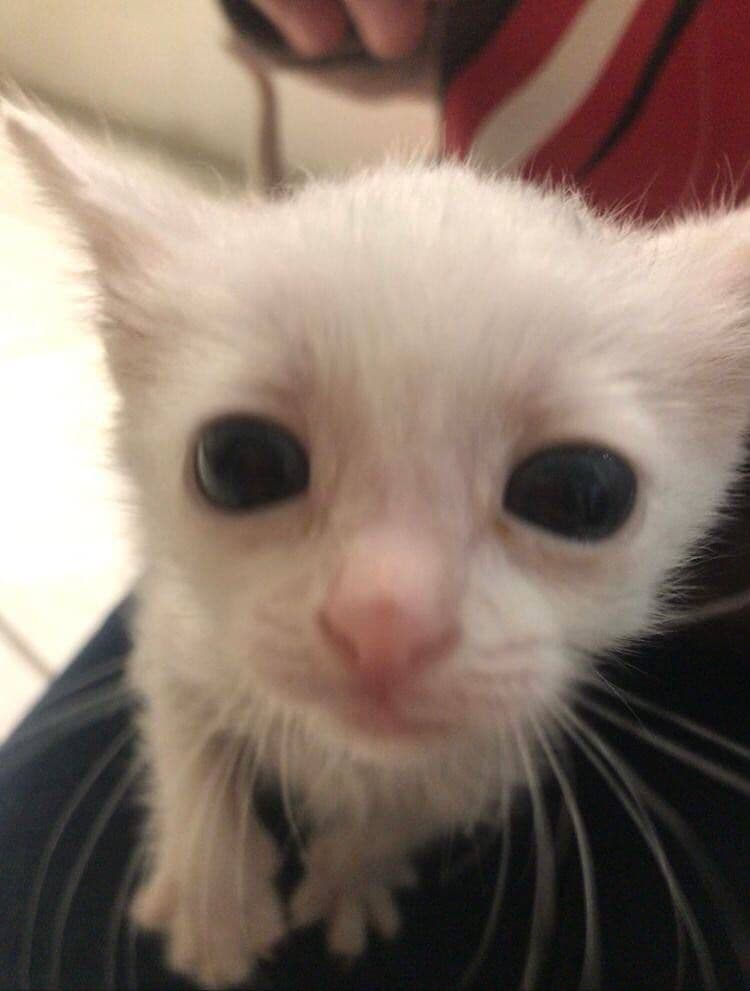 cat thumbnail