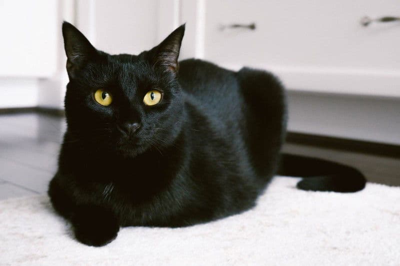 Cat thumbnail