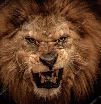 Lion thumbnail