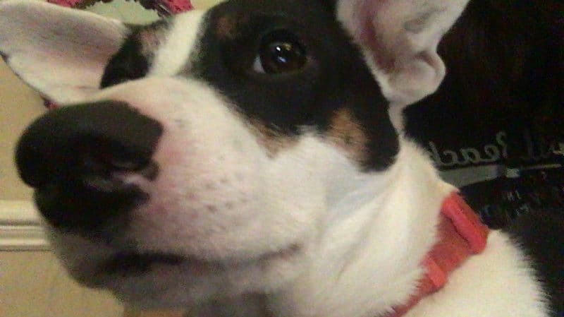 Boof thumbnail