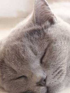 A Fluffy Little Kitten thumbnail