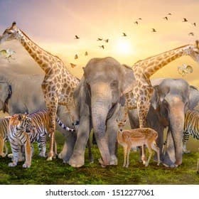 Wildlife nerd thumbnail