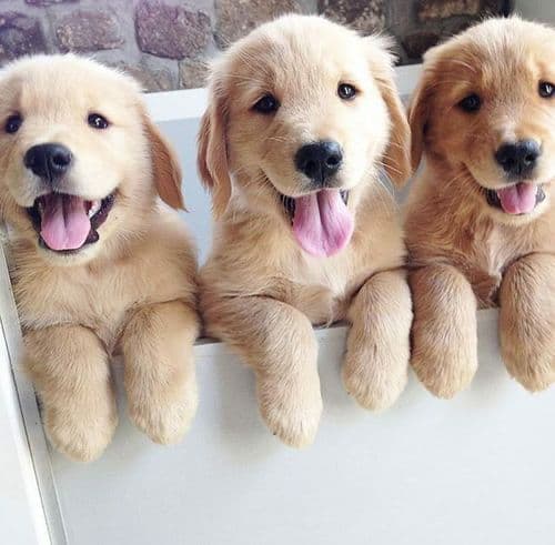 Own a puppy! thumbnail