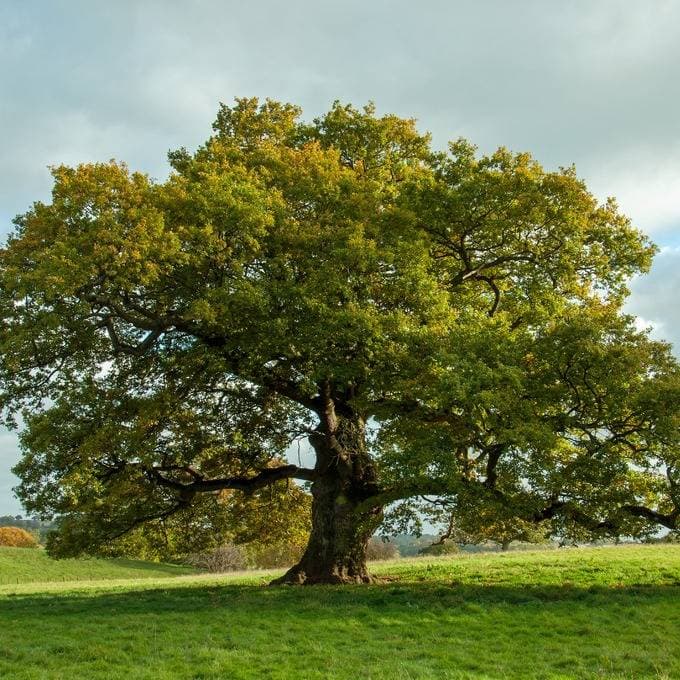 Symbol Tree thumbnail