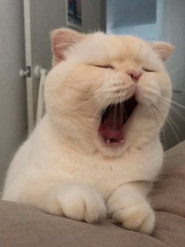 Meowgesh thumbnail