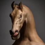 Quote Interpretation 🐎 thumbnail