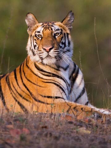 Tiger thumbnail