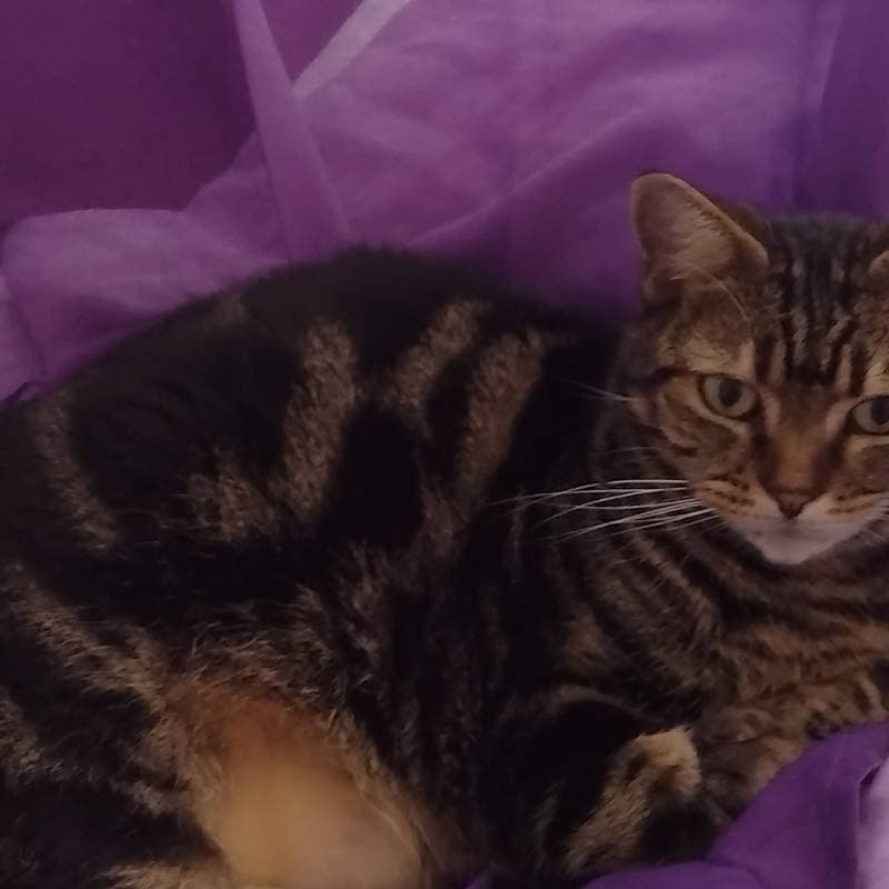 Sussy tabby thumbnail