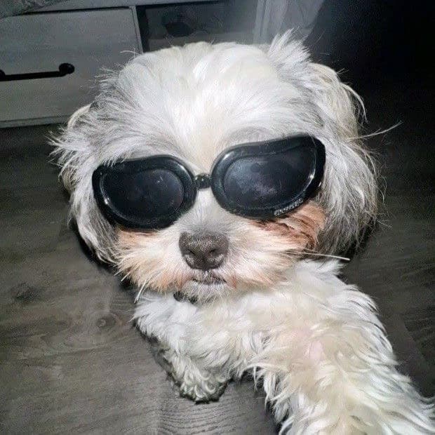 A DOG thumbnail