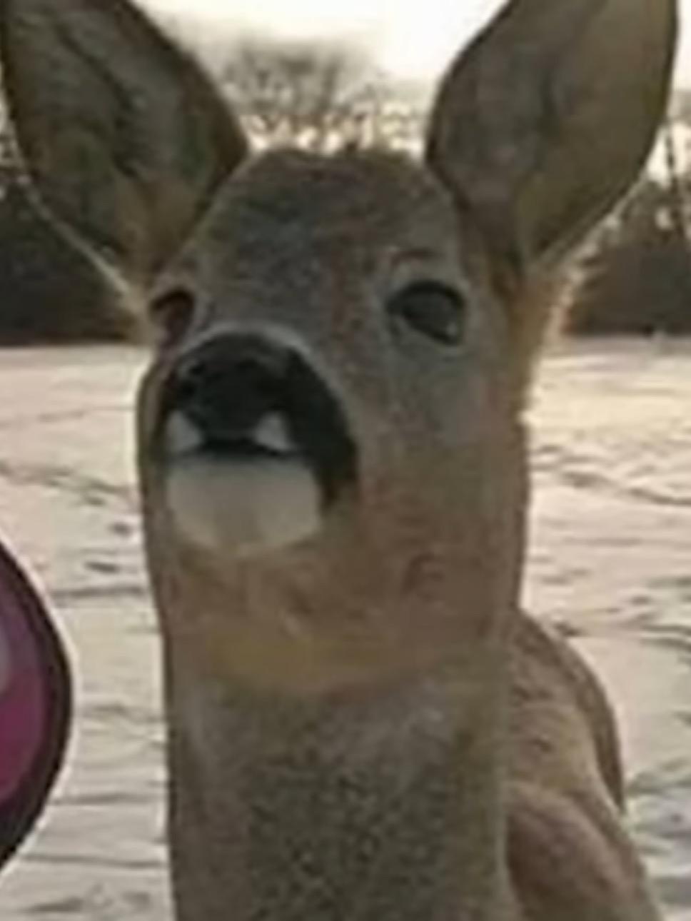 Goofy deer thumbnail