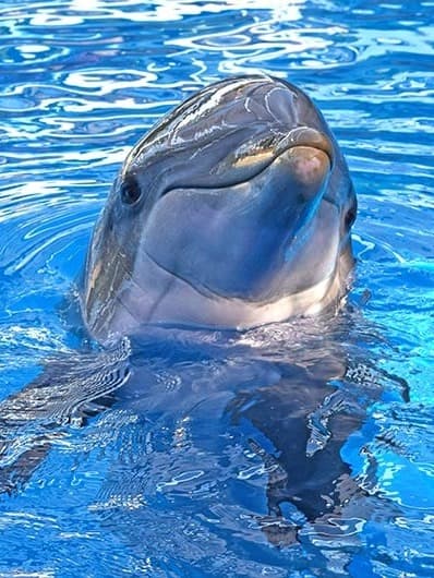 Dolphin thumbnail