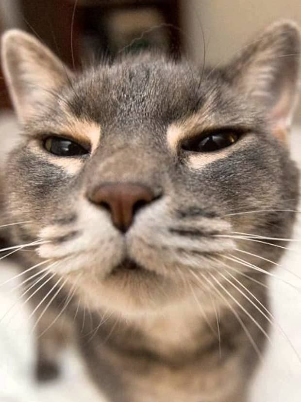 Catty cat thumbnail