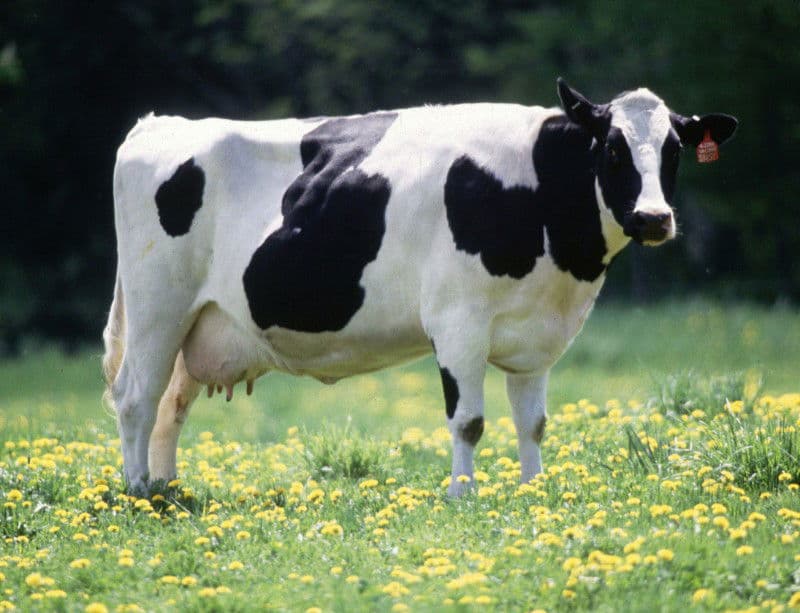 cow thumbnail