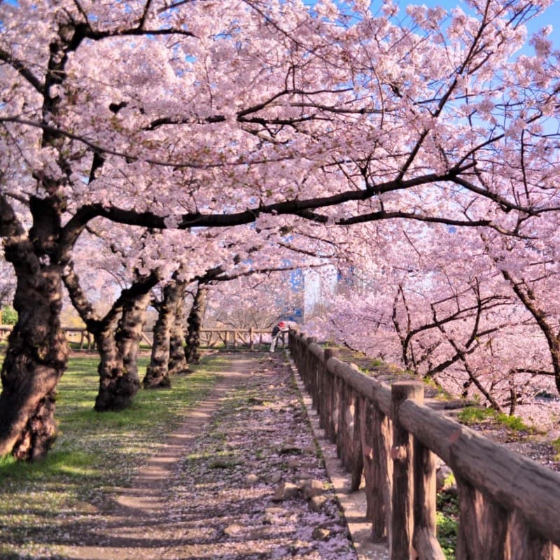 The Cherry Forest thumbnail