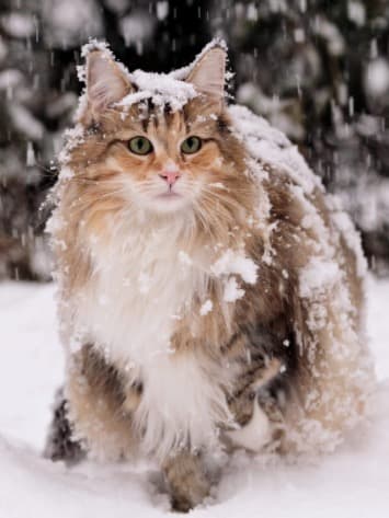 Cat in help thumbnail