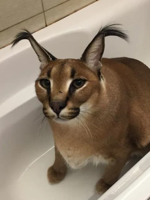 Your pet floppa thumbnail
