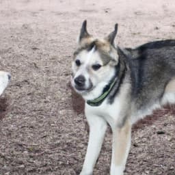 Aurora the Alaskan Husky thumbnail