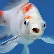 Fish thumbnail