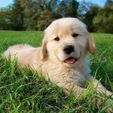 Puppy thumbnail