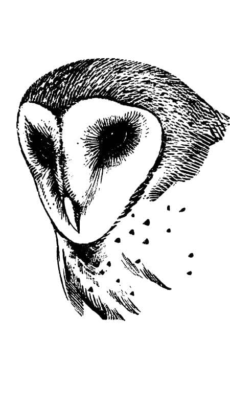 Owl Doe thumbnail