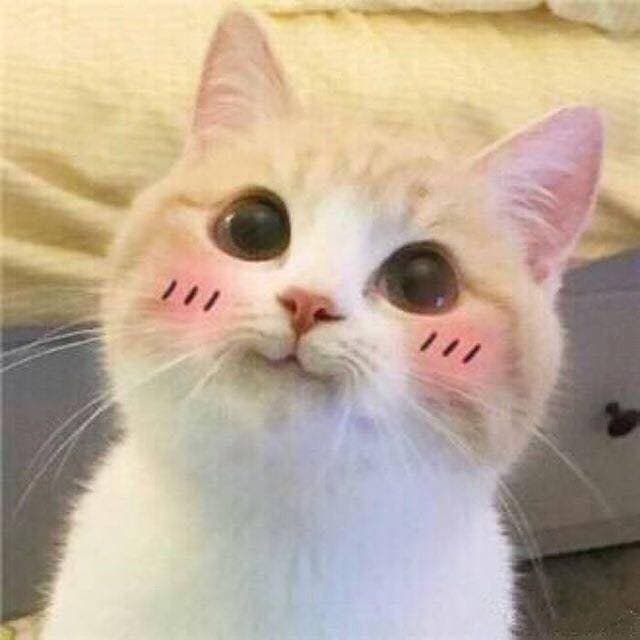 Boyu - The cat thumbnail