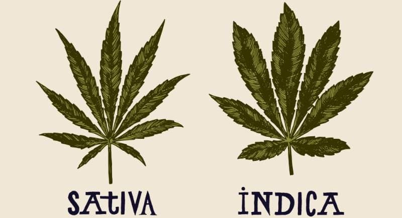 CannaChat thumbnail