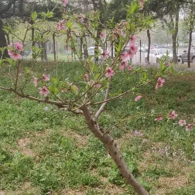 Lily: Nurturing Guardian of Nature thumbnail