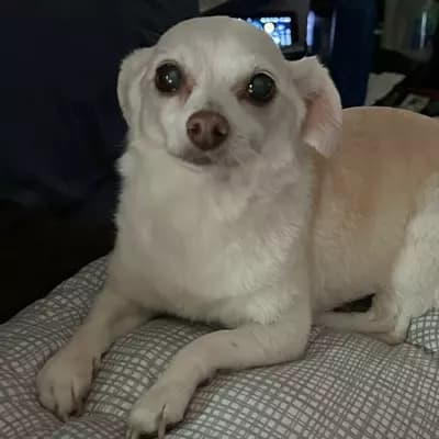 Bella: The Fast-Thinking Furry Genius thumbnail