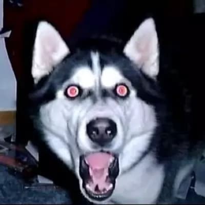 cane dog thumbnail