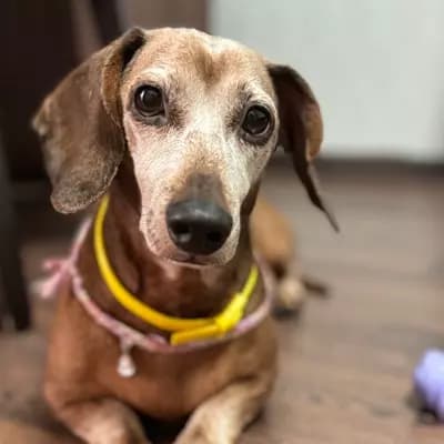 Max: The Brave Police Dachshund thumbnail