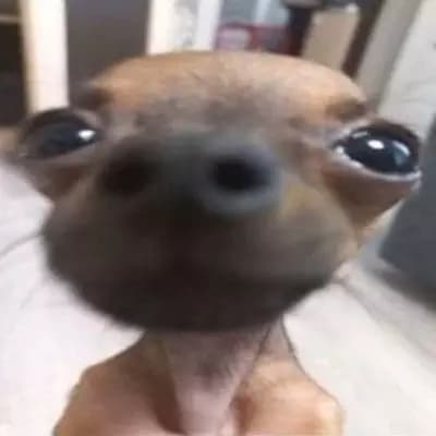 Cachorro chotepa thumbnail