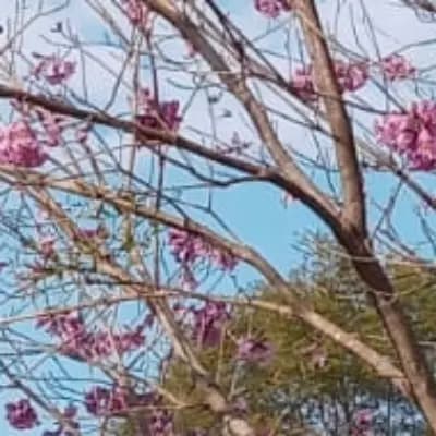 Sylvaea: Guardian of the Blossom Grove thumbnail