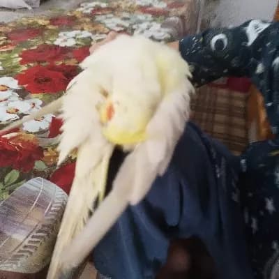 Lila: The Cockatiel-Loving Botanist thumbnail