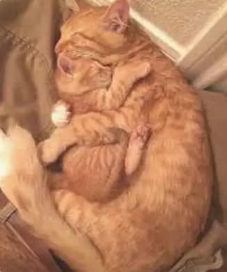 Mama cat  thumbnail