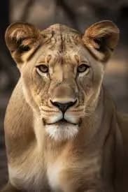 lioness thumbnail