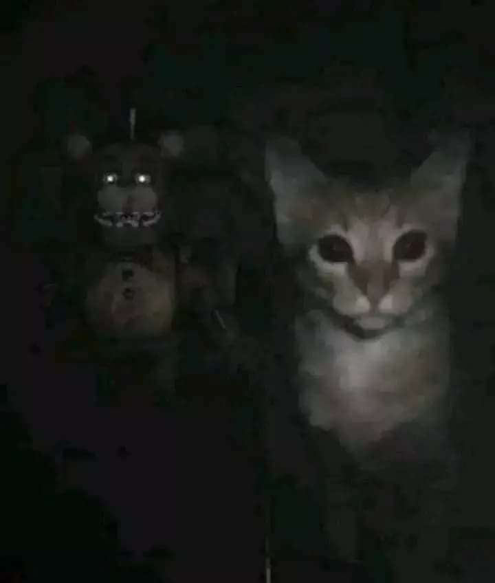 Gato diavolico  thumbnail
