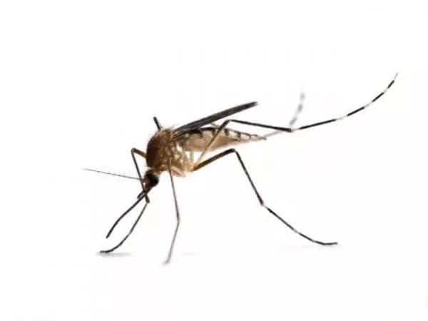 Mosquito thumbnail