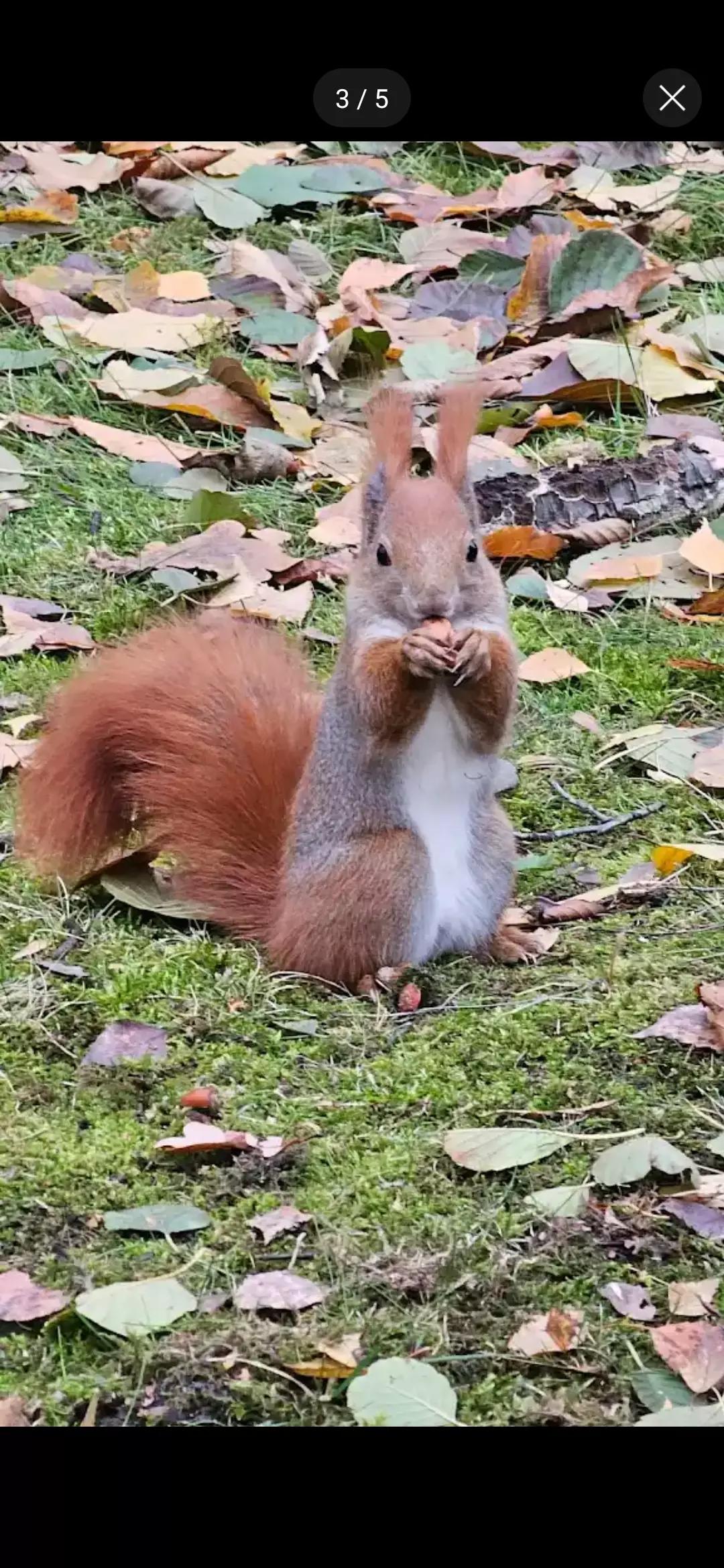 Telepathic squirrel thumbnail