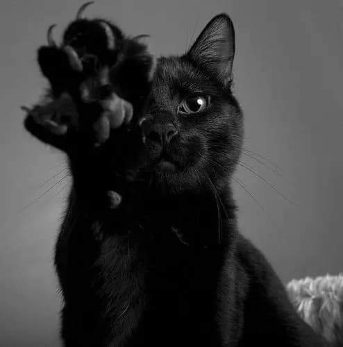 Grumpy Cat thumbnail