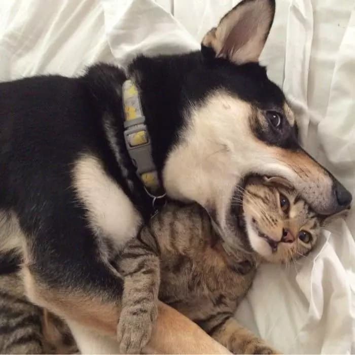 8 dogs and 6 cats thumbnail