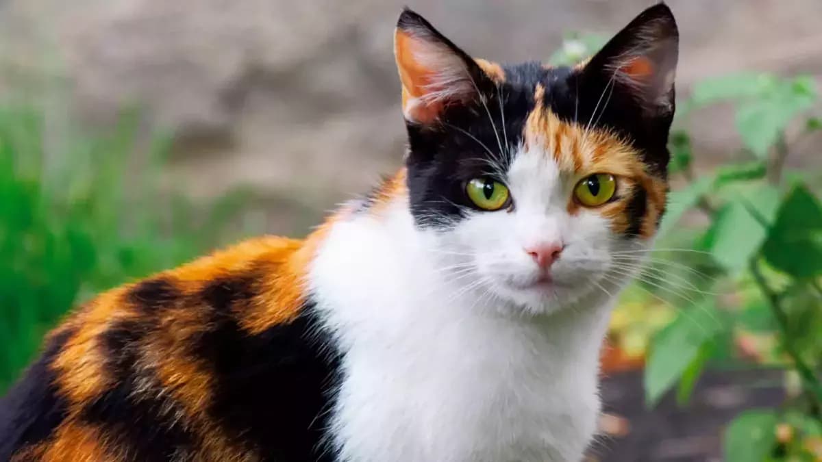 Kitty \[Gata Femea\] thumbnail
