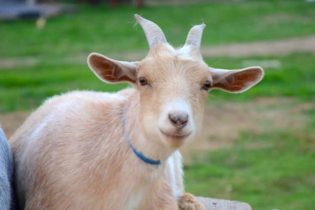 Cabra 🐐lizzy thumbnail